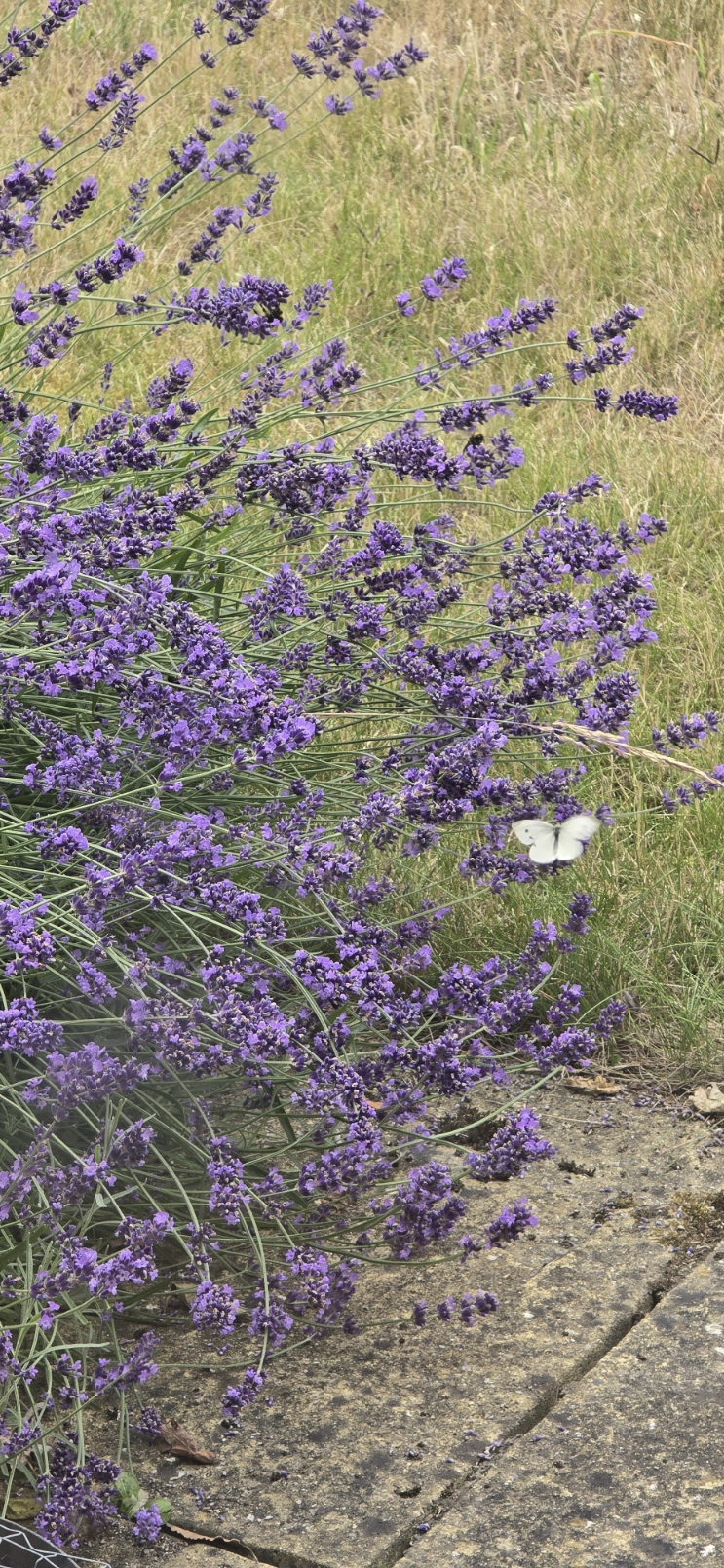 Lavendar feeding its nectar to several flying insects.